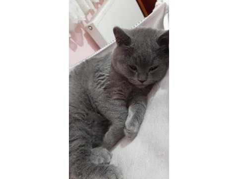 British shorthair cinsi yavru kediler