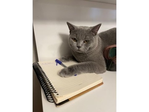 8 aylık british shorthair erkeğimize eş arıyoruz