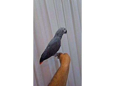 Full evcil oyun hamuru gibi jako