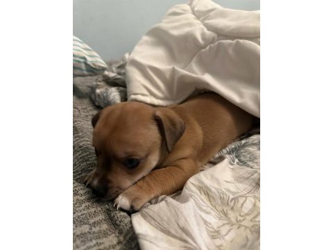 Ücretsiz sahiplendirme yavru köpek ömürlük yuva