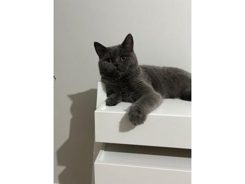 Ücretsiz british shorthair ailesini bekliyor