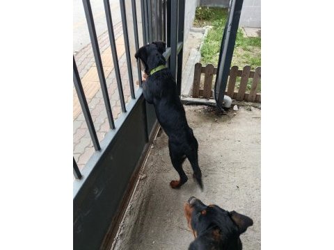 İkiside 4 aylık dişi rottweiler bilgi için lütfen whatsapp