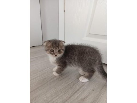 Yavru kedi