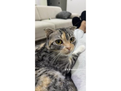 Ömürlük yuva arıyoruz kedimize