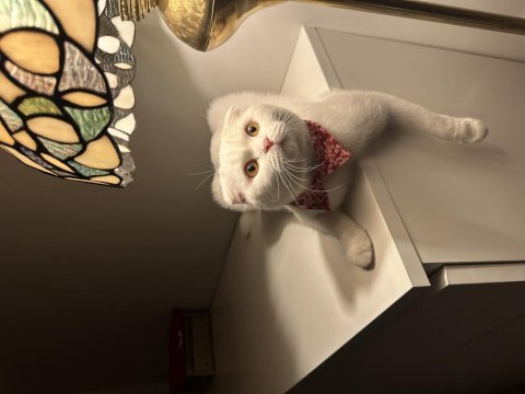 Scottish fold kedimiz bihtoşu sahiplendirmek