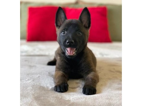 A+ şecereli belçika malinois yavrular