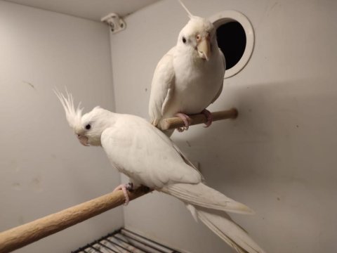 Çift albino sultan papağanı