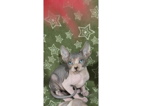 Naked beauty sphynx cattery kedimiz