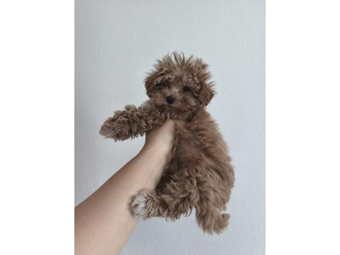 Toy poodle yavruları