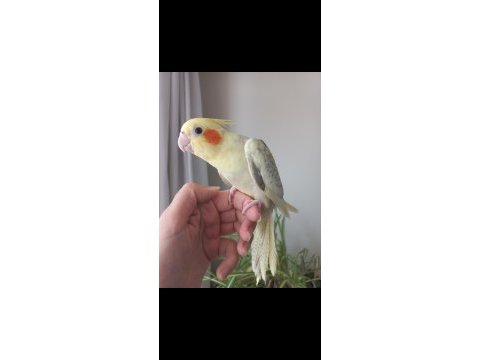 Full evcil dişi sultan papağanı yavrusu