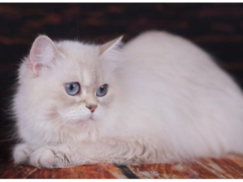 British longhair dişi