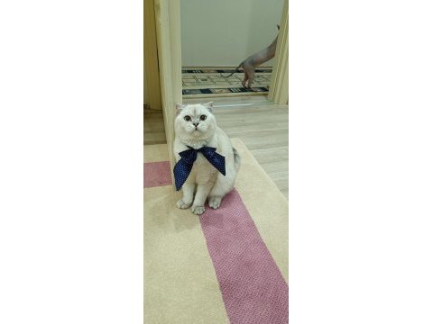 Eş ilanı scottish fold silver point oğlum