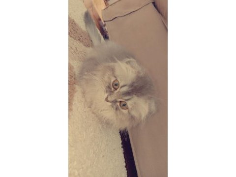 Scottish fold kedisi 3 aylık ve dişidir