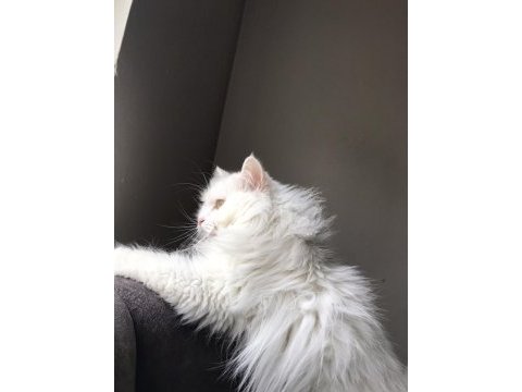 British longhair beyaz