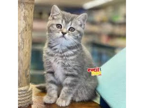 Oyuncu british shorthair kedimiz