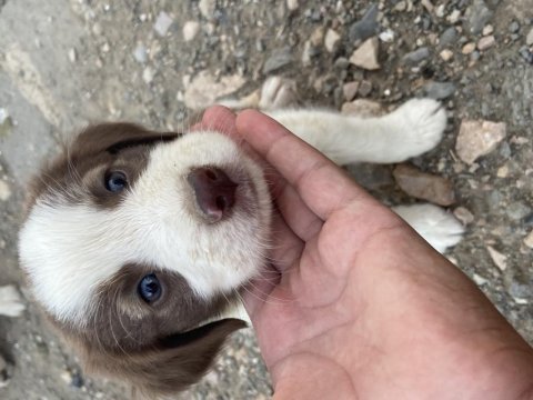 Ücretsiz 2 aylık border collie ve pointer yavrusu