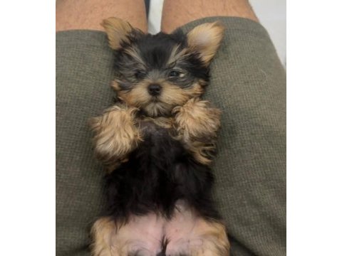 Orjinal prenses teacup yorkshire terrier