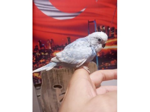 Sağlıklı yavru veya damızlık muhabbet kuşlar