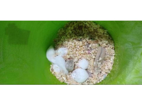 Gonzales hamster ailesi