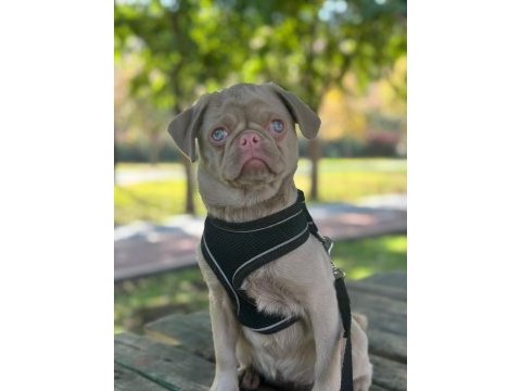 Türkiyede tek pug