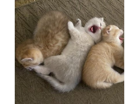 Çok tatlı 2 adet scottish fold 1 adet british kediler