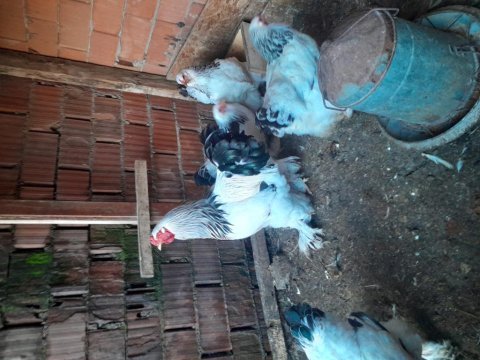 5 li brahma takımı