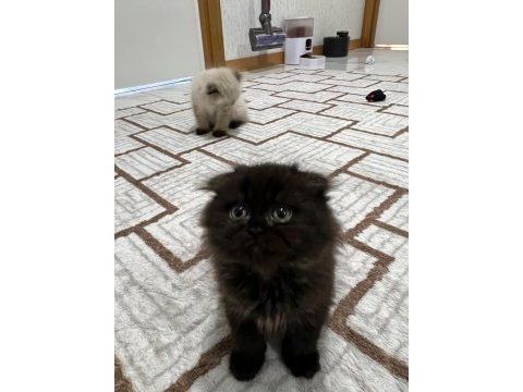 Ev ortamında sağlıklı nadir cins yavru kediler