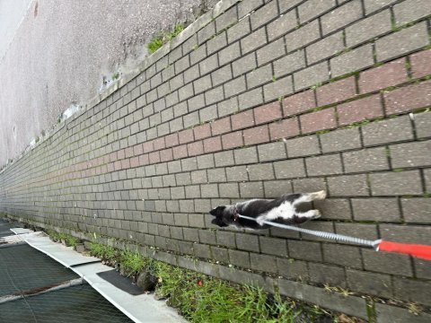 Köpekler yeni yuvasını bekliyor