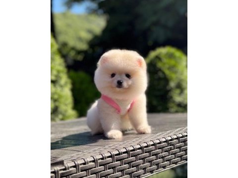 En tatlı pomeranian boo