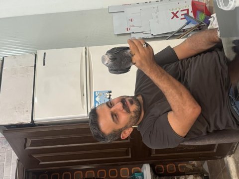 1 yaşında evcil jako papağanı
