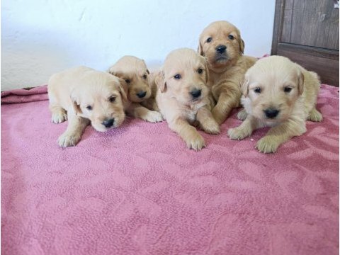 Saf kan golden retriever bebekler için geç kalmayın