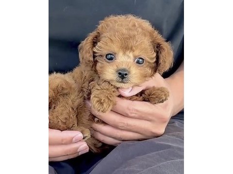 Toy poodle kore minyatür hepsi mevcut