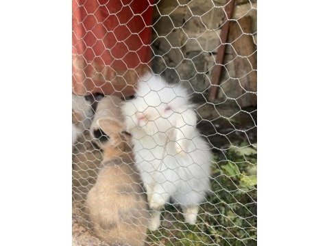 Orjinal erkek hollanda lop tavşanı