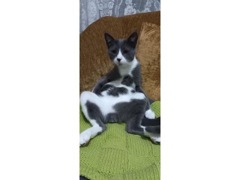11 aylık kısırlaştırılmış erkek tekir