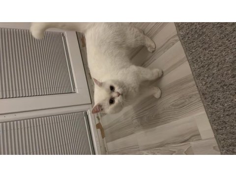 British shorthair erkek kedime eş arıyorum
