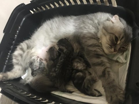 Kedileri için üretici aranıyor