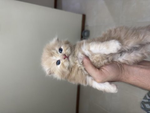 Scottish fold longhair