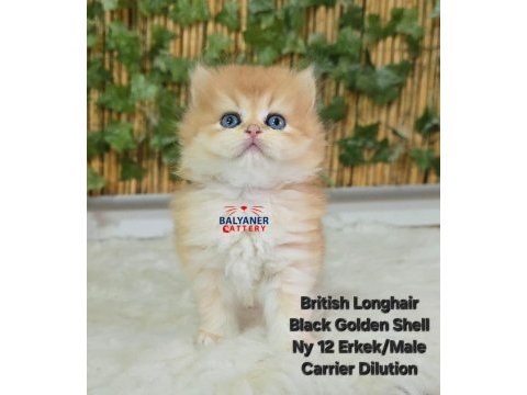 British longhair golden erkek yavru