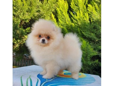 Orijinal pomeranian tea cap yavrularimiz