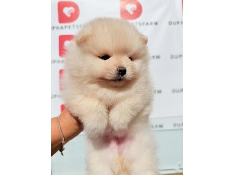 Ayıcık yüzlü sevimli pomeranian yavrularımız