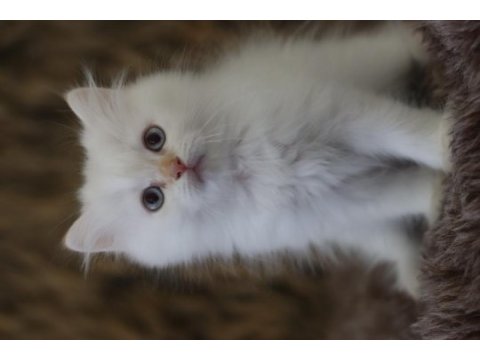 British longhair erkek yavruları