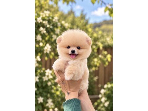 Gülen yüz ayıcık pomeranian boo