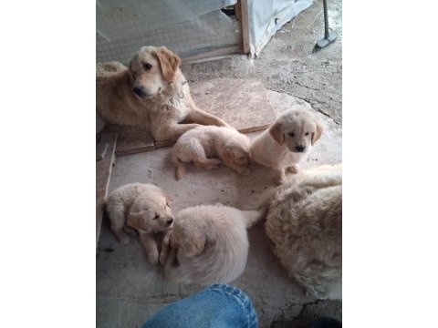 Golden retriever yavrum sağlı ve ırk garantilidir