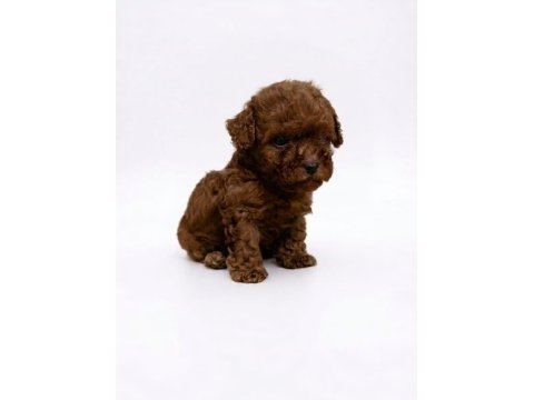 Mükemmel toy poodle yavrular