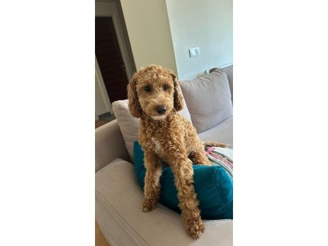 6 aylık toy poodle
