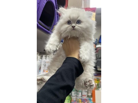 Çok özel gold british longhair yavrularımız 