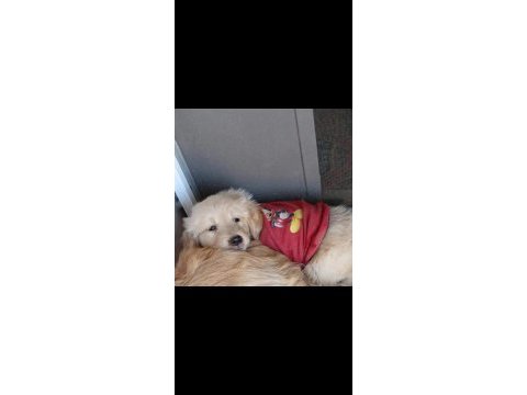 Golden retriever bebeklerimiz teslime hazır