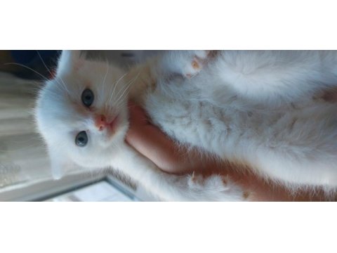 British shorthair beyaz yavru