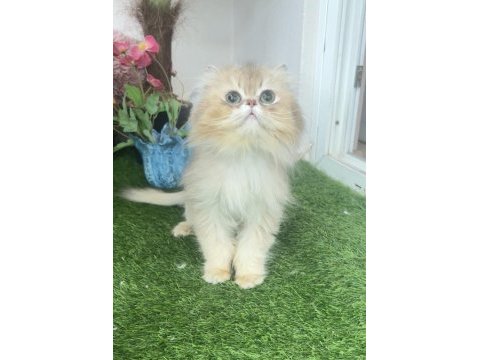 British longhair erkek kedimize ömürlük yuva arıyoruz
