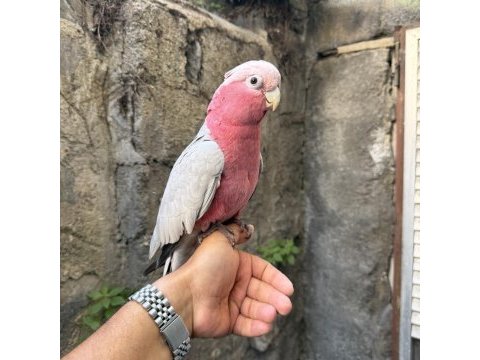 Evcil gül kakadu papağanı